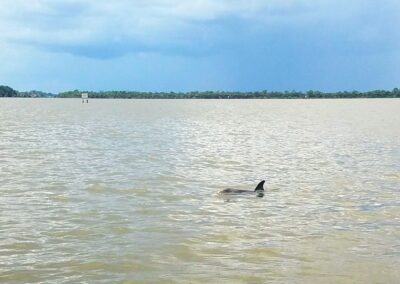Dolphin Florida